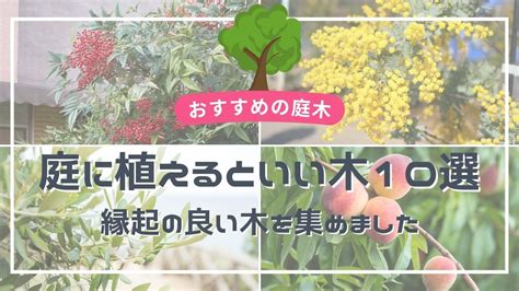 幸運木風水|庭や玄関に植えるといい木10選 【縁起の良い木で風水的にも吉！】